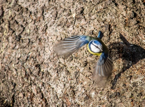 201503231719070.11020272_381722052007241_1213555832_n