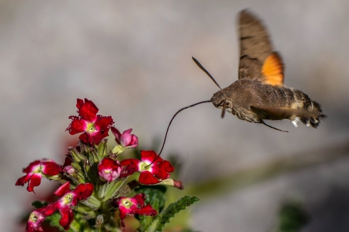 201503231719070.11025084_381849841994462_194900715_o