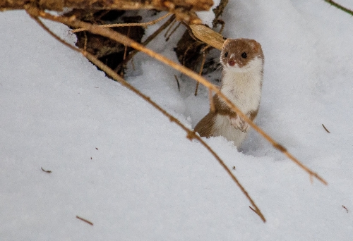 201503231719070.11025373_381722125340567_342773890_o