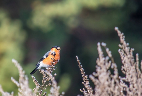 201503231719070.11028896_381721912007255_213703434_o