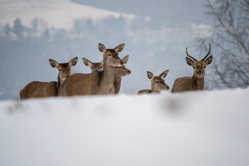 201503231719070.11030124_381721782007268_1827980656_o