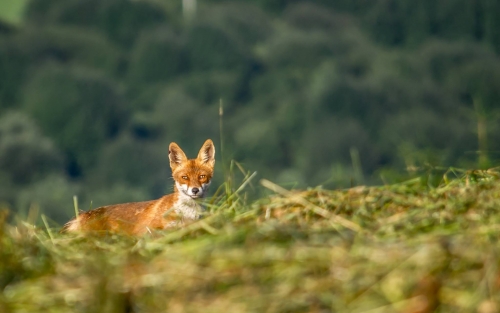 201503231719070.11032612_381721768673936_1587698196_o