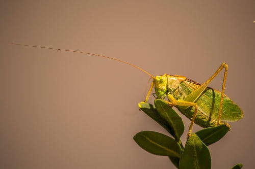 201503231719070.11054599_381721828673930_1487250524_o