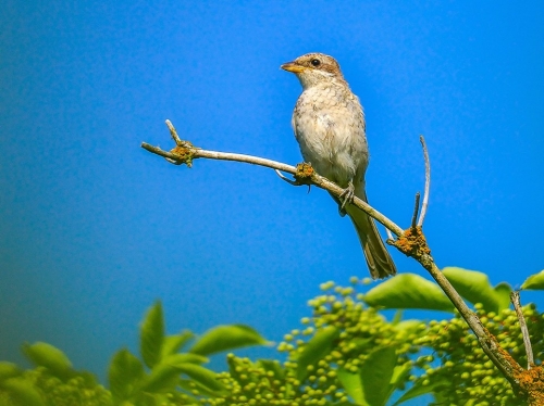 201503231719070.11056759_381722092007237_1950654841_n