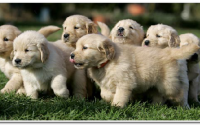 201511051911310.argos_dog_insurance_200x125_1