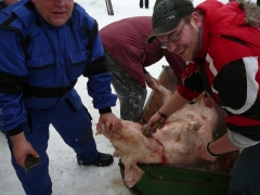 Fašiangová zabíjačka a posedenie -18.2.2012