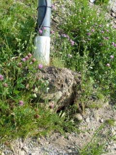 Vandali ničili v Chmeľnici všetko, čo im prišlo do cesty – fotografia 4