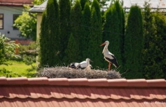 Zapojte sa do súťaže so svojimi letnými fotkami – fotografia 4