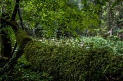 Úžasný výlet v Slovenskom raji – fotografia 33