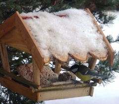 V zime pomáhame vtáčikom prežiť