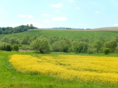 Žlté májové lány v okolí Chmeľnice lahodia oku – fotografia 7