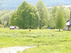 Žlté májové lány v okolí Chmeľnice lahodia oku – fotografia 12