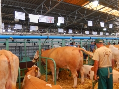 Sulinka na Agrokomplexe 2016 – fotografia 7