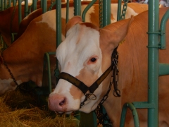 Sulinka na Agrokomplexe 2016 – fotografia 6
