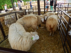 Sulinka na Agrokomplexe 2016 – fotografia 12