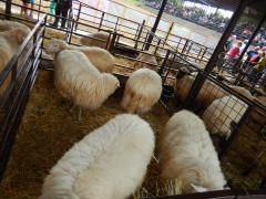 Sulinka na Agrokomplexe 2016 – fotografia 13
