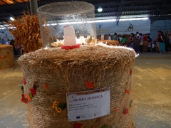 Sulinka na Agrokomplexe 2016 – fotografia 19
