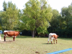 Sulinka na Agrokomplexe 2016 – fotografia 16