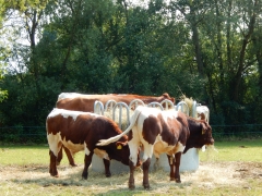 Sulinka na Agrokomplexe 2016 – fotografia 15