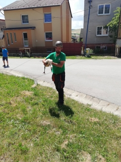 Krúžkovanie mláďat bociana bieleho v našej obci – fotografia 2