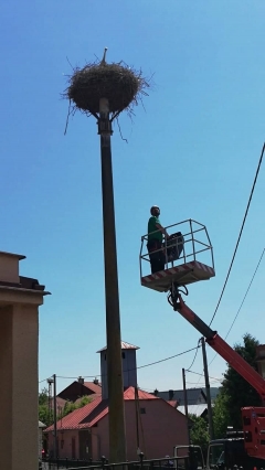 Krúžkovanie mláďat bociana bieleho v našej obci – fotografia 1