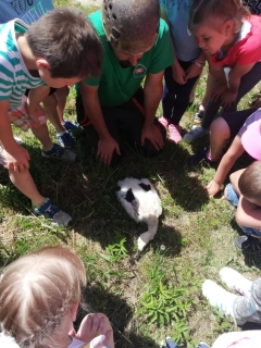 Krúžkovanie mláďat bociana bieleho v našej obci – fotografia 4